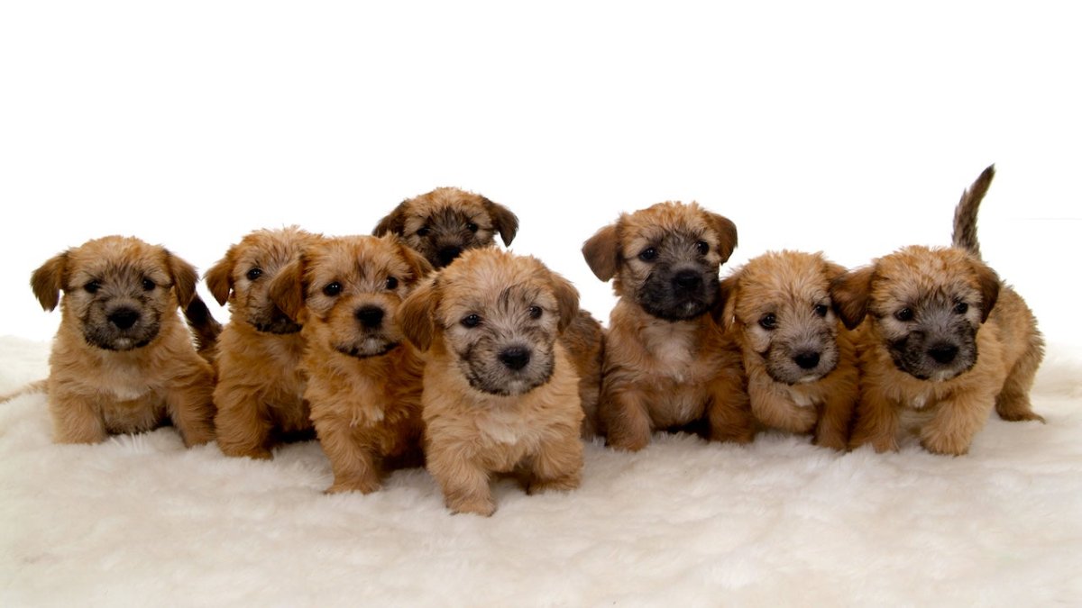 Glen imaal terrier puppies
