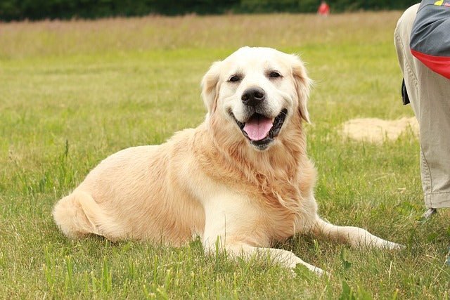 Breed Guide: Golden Retriever