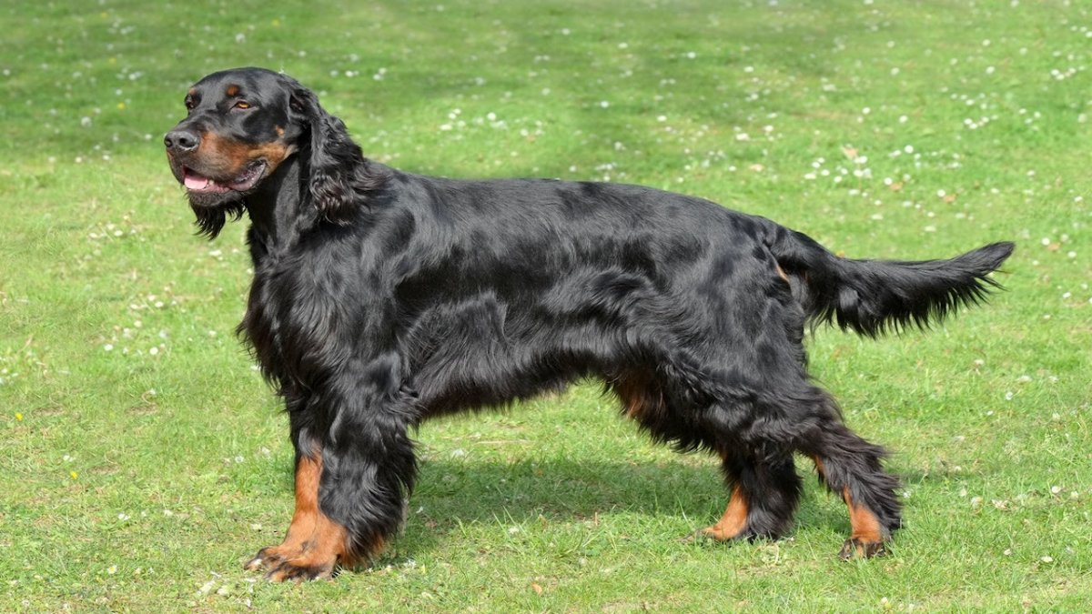 Gordon Setter