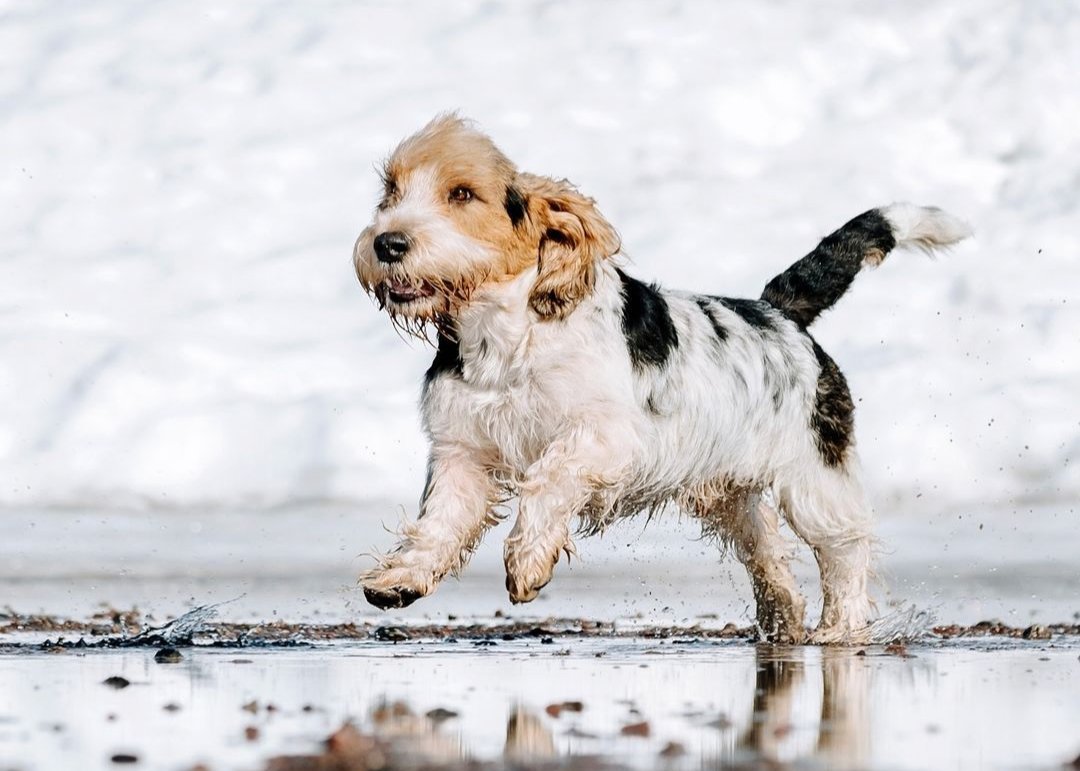 grand basset griffon vendeen breed guide