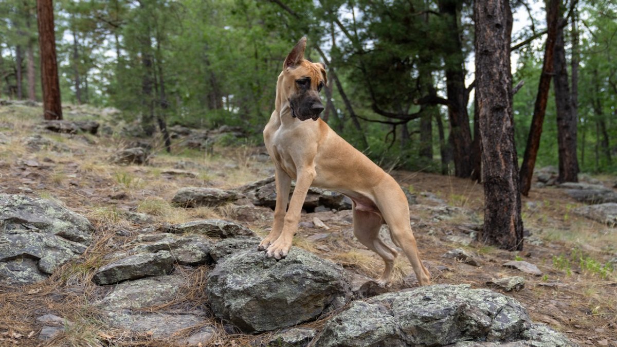 Great Dane puppy