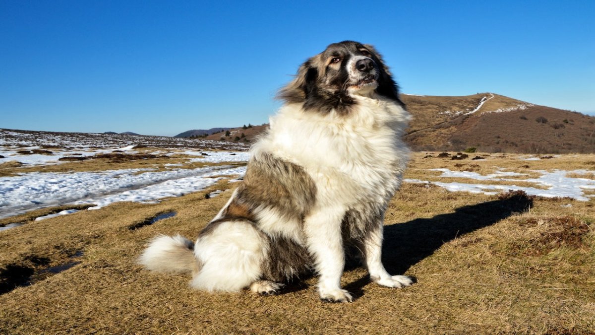 Great pyrenees