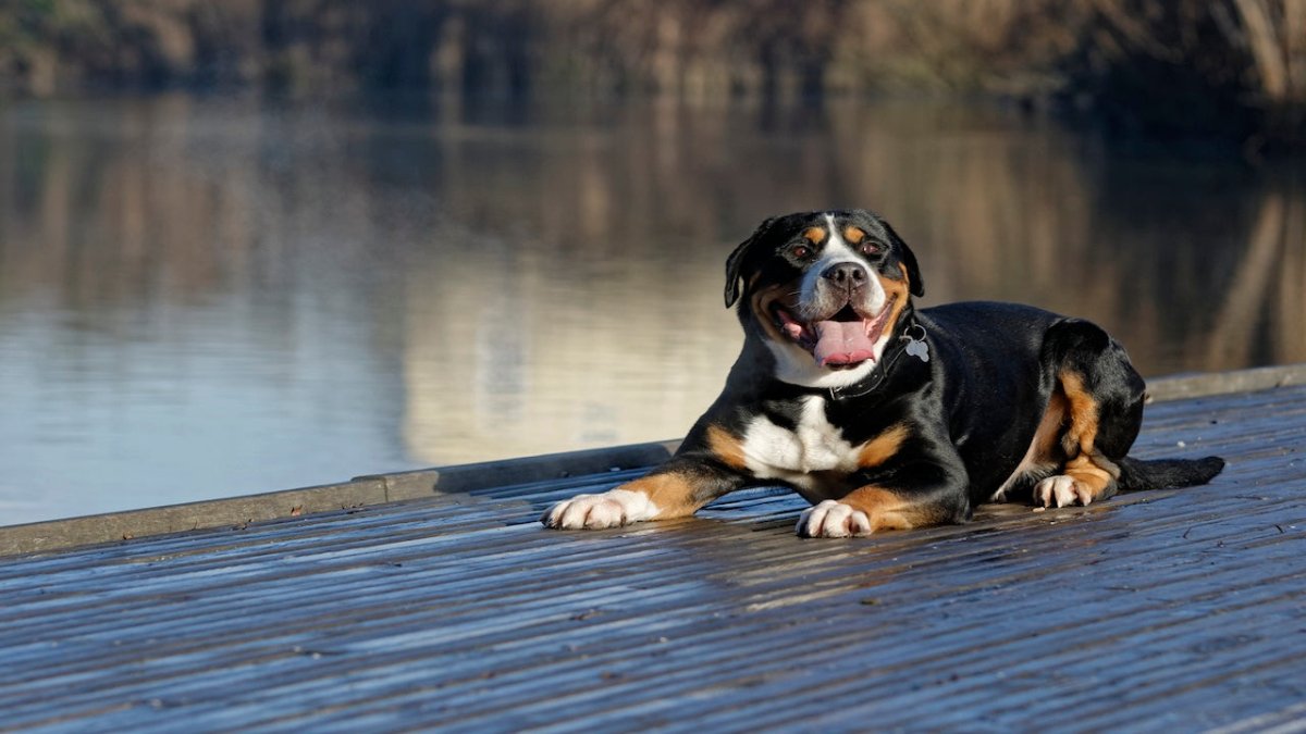 Greater swiss mountain dog