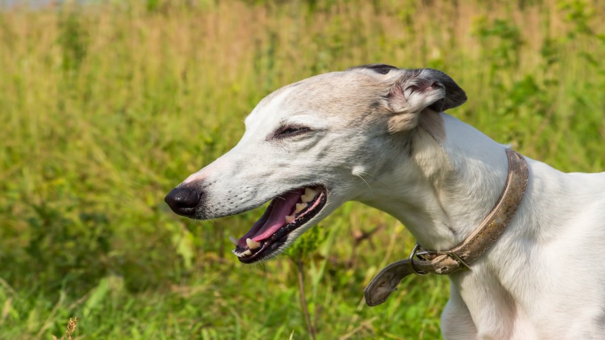 greyhound