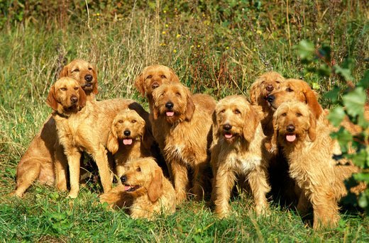 Griffon Fauve de Bretagne