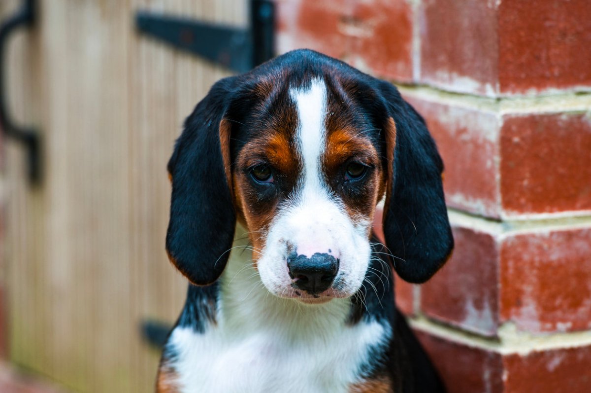 hamilton hound