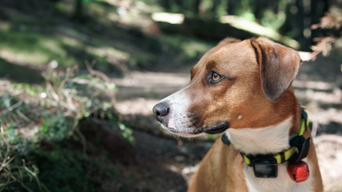 Harrier dog
