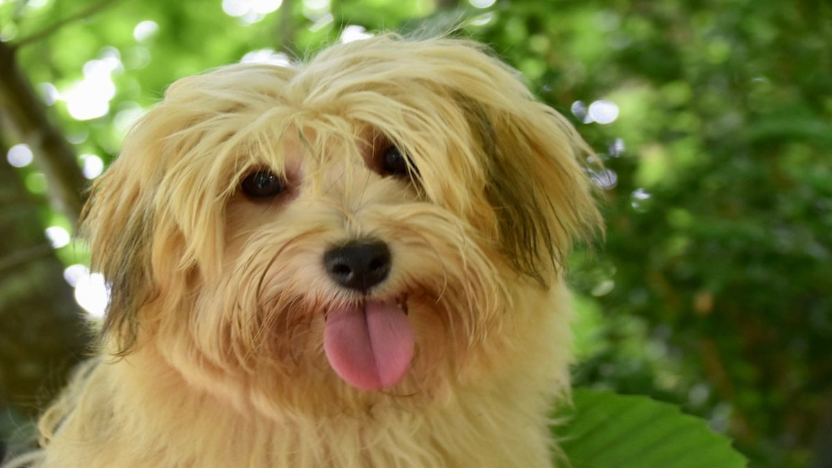 Havanese dog