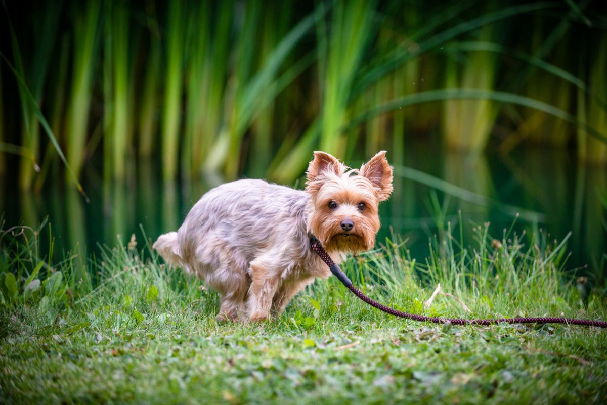 unhealthy dog poop chart