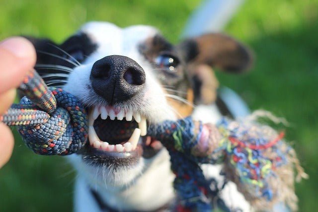How much does it cost to have your Dogs teeth cleaned?