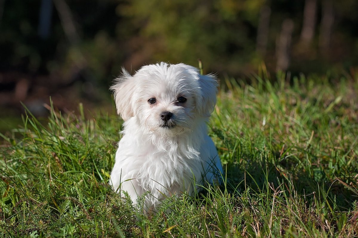 when to worm a puppy