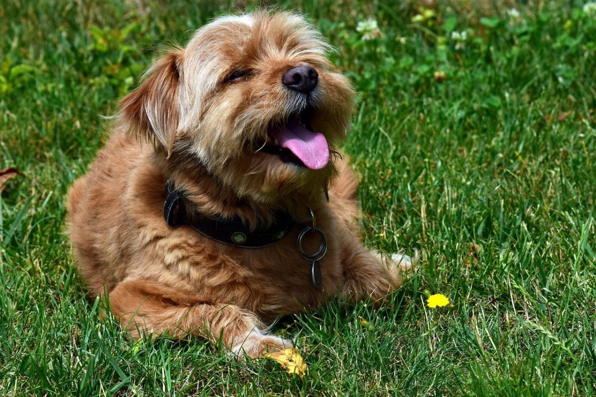 Panting dog