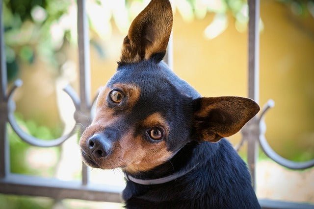 How to clean a dog's ears?