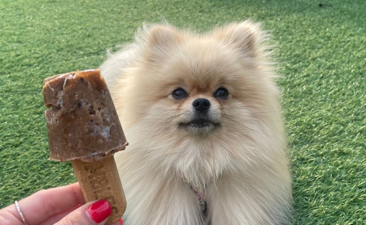 How to make dog ice lollies