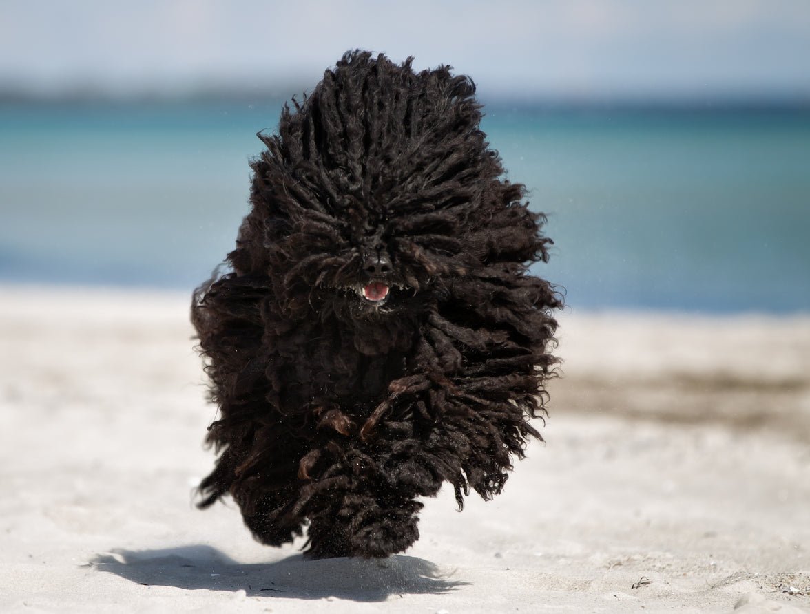 hungarian puli