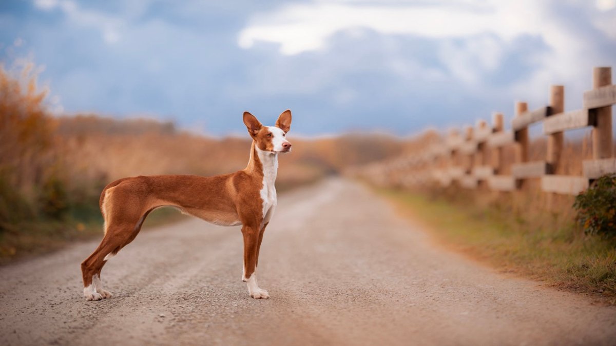 ibizan hound