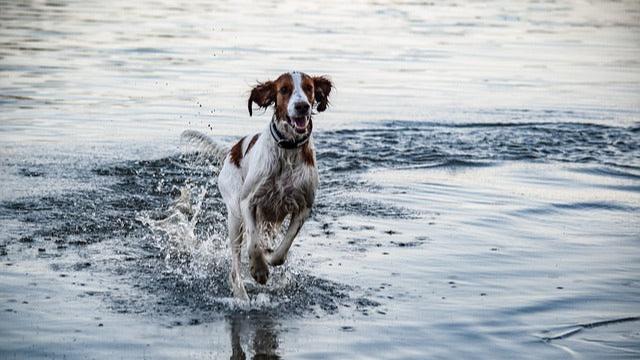 Irish red and white setter