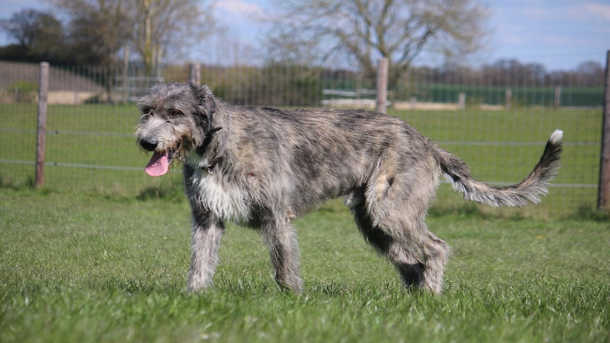 Irish wolfhound