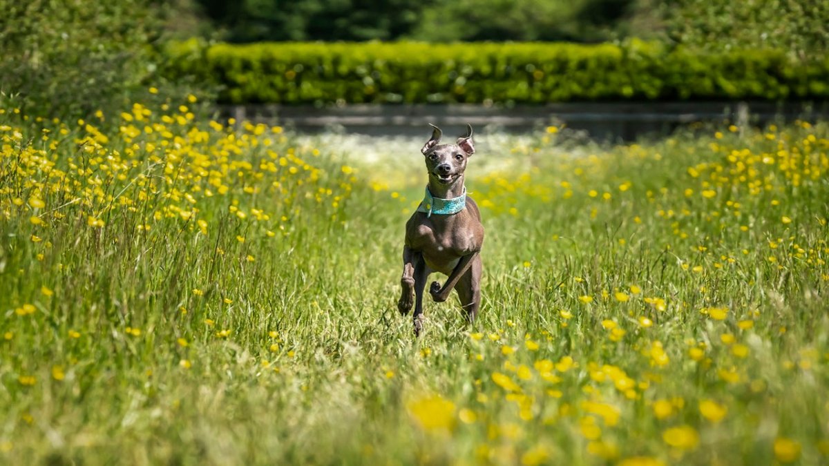Italian greyhound