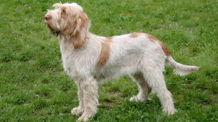 Italian Spinone Breed Guide