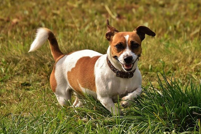 Jack Russell Terrier: Breed Guide