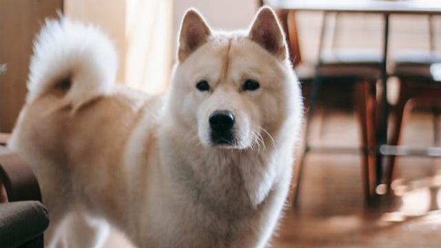 Japanese Akita Inu