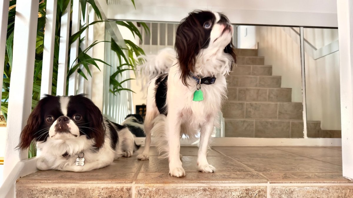 Japanese chin