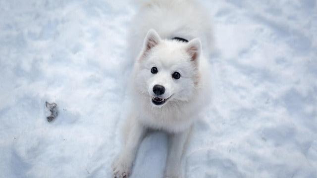 Japanese Spitz