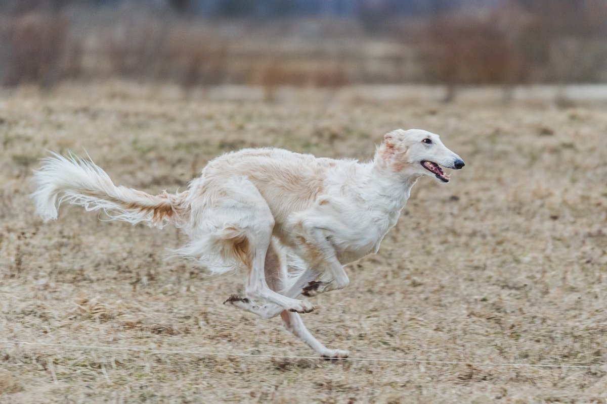 dog joint care