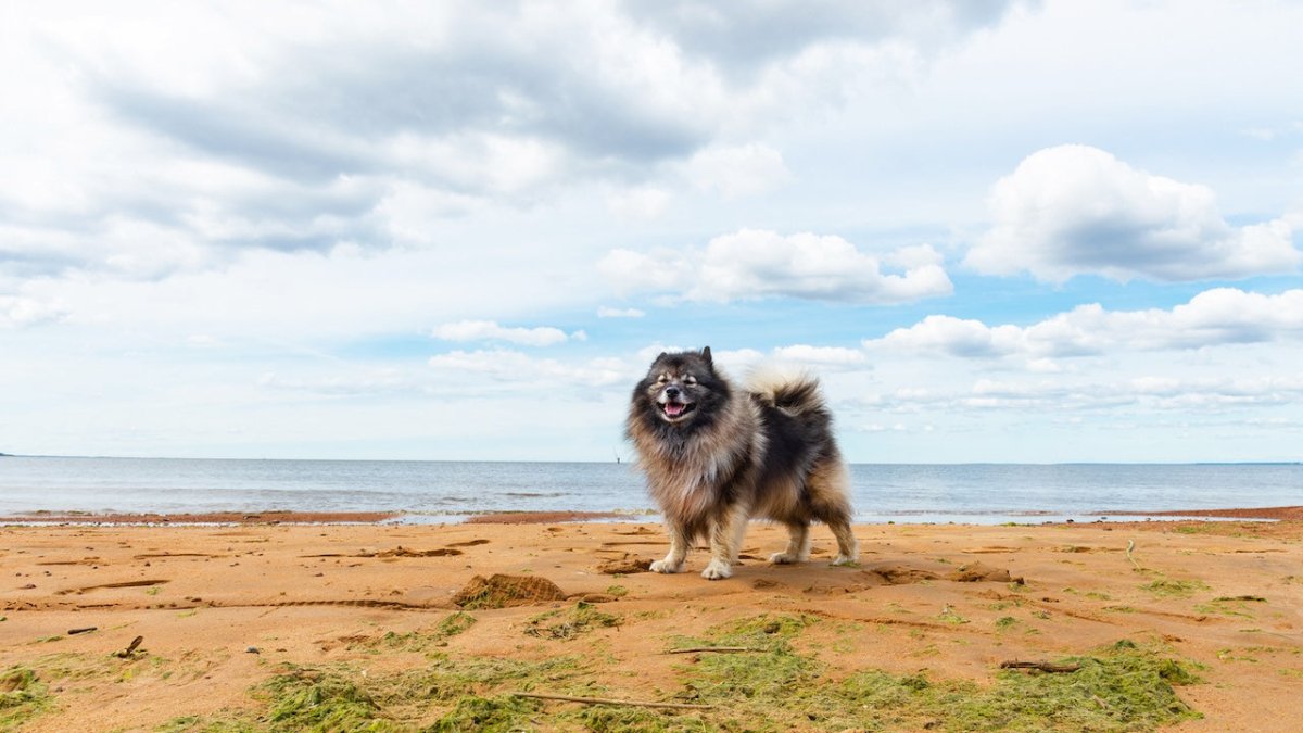 Keeshond
