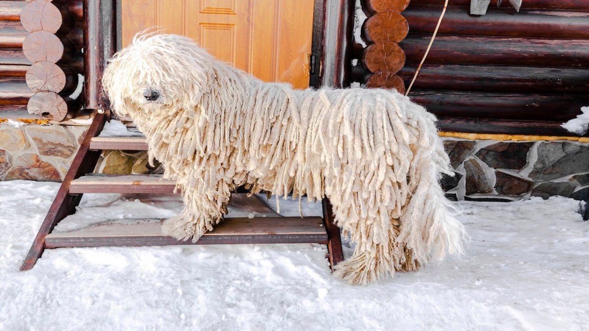 Komondor