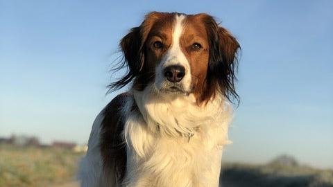Kooikerhondje