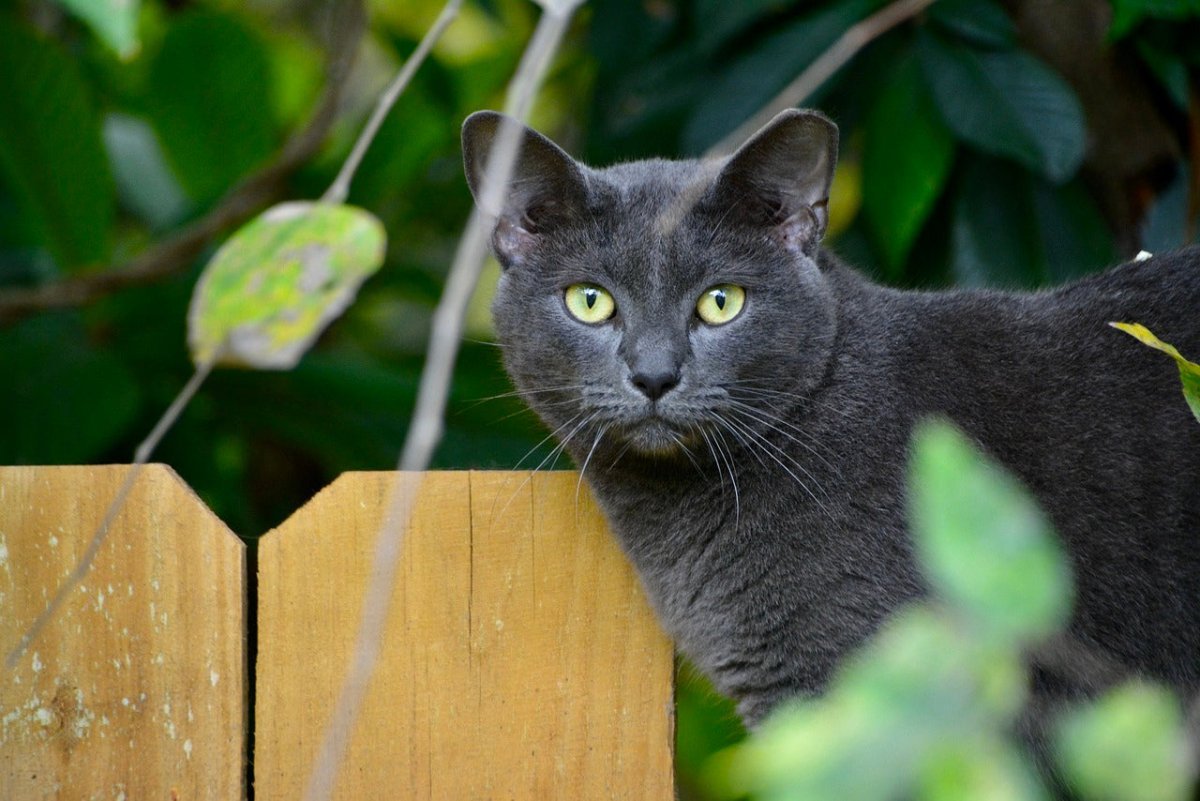 Korat cat