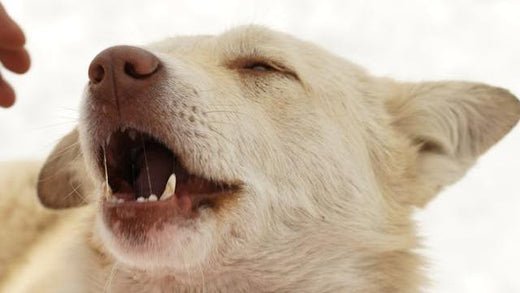 Korean Jindo
