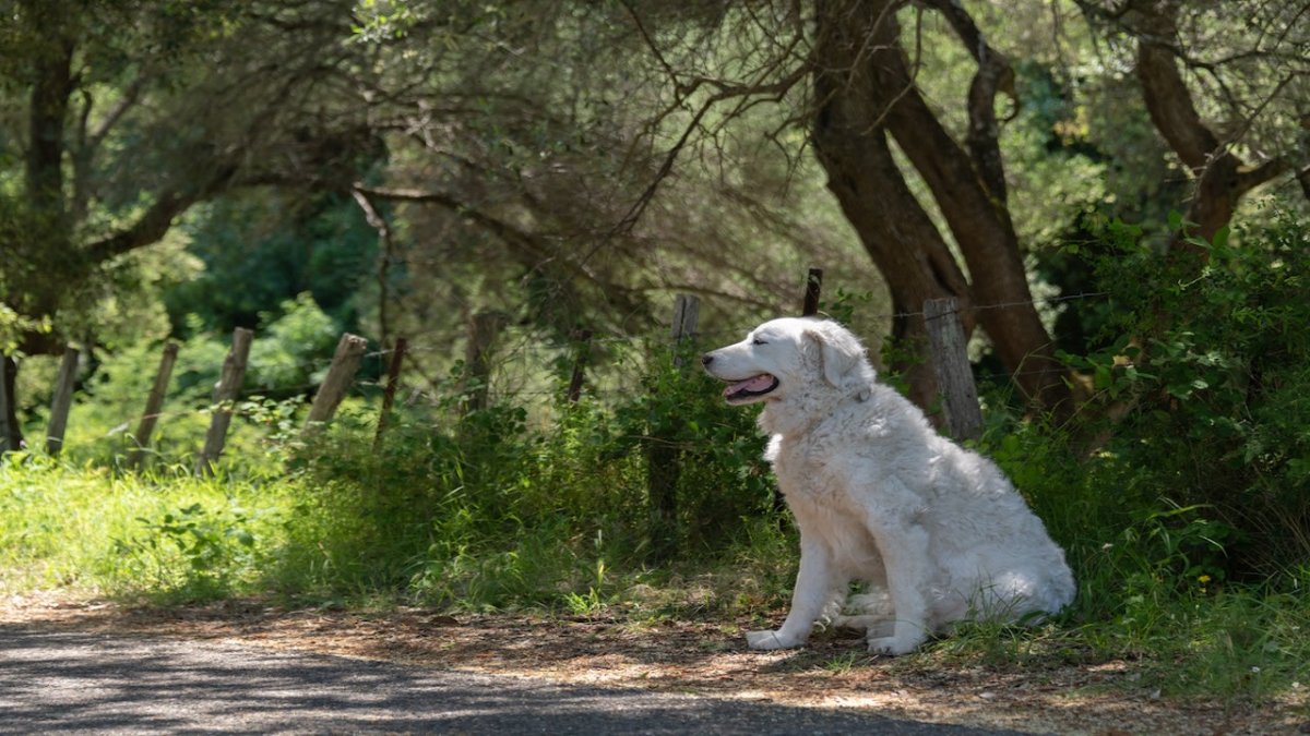 Kuvasz