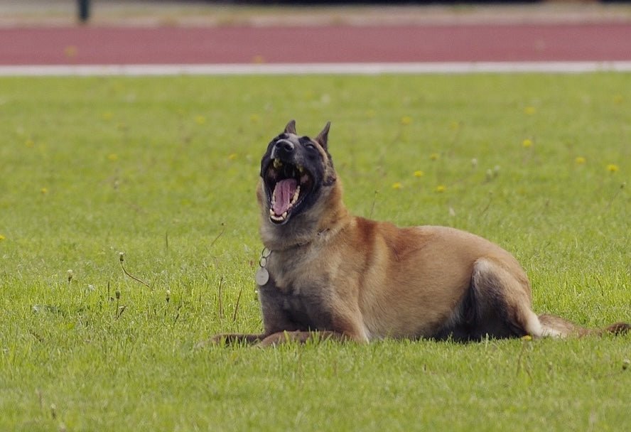 belgian sheep dog