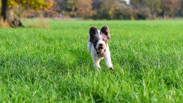 Lagotto Romagnolo