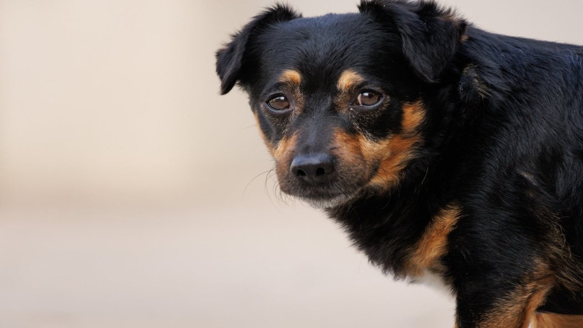 Lancashire Heeler