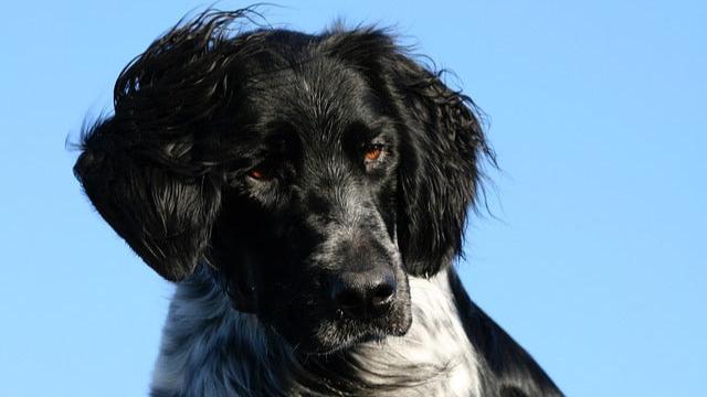 Large Munsterlander,