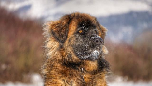 Leonberger