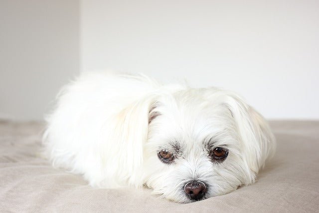 Maltese 