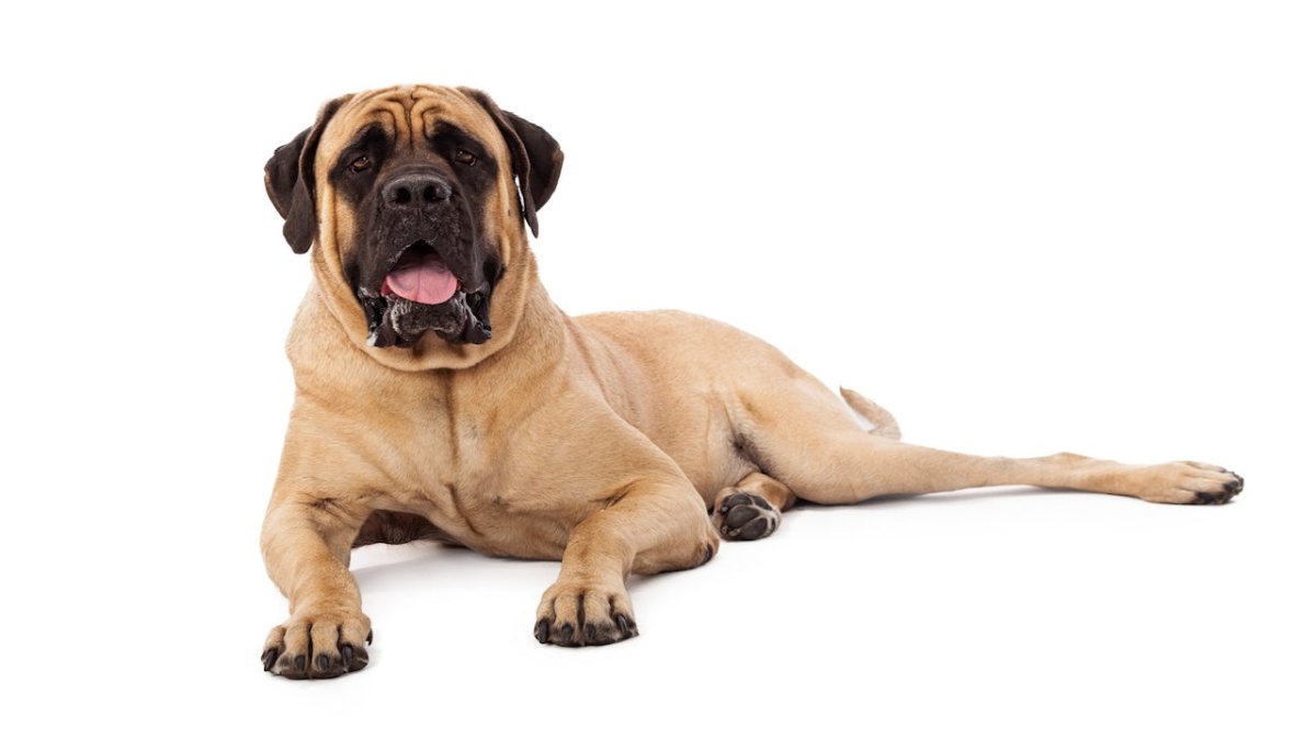 mastiff dog
