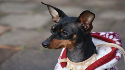 Miniature Pinscher 