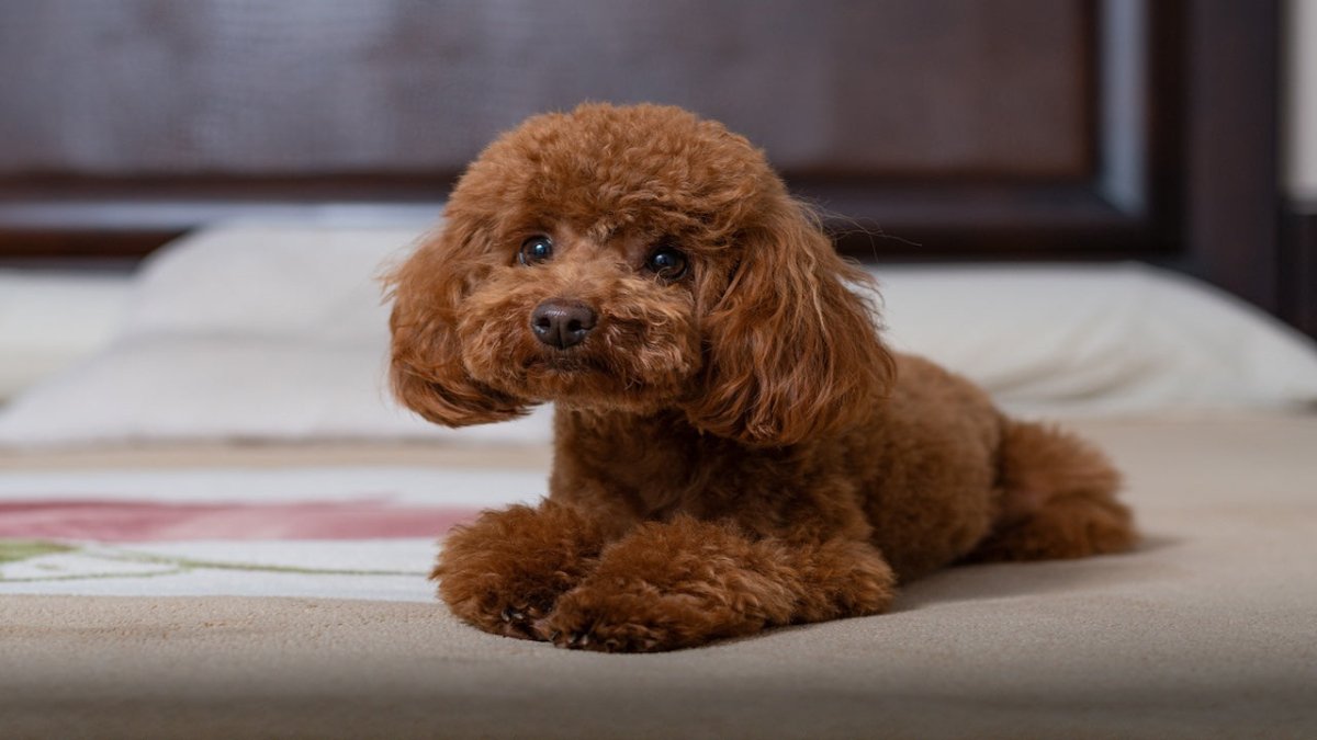 miniature poodle