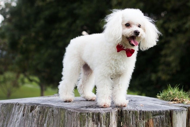 Miniature Poodle vs Toy poodle; What's the diff?