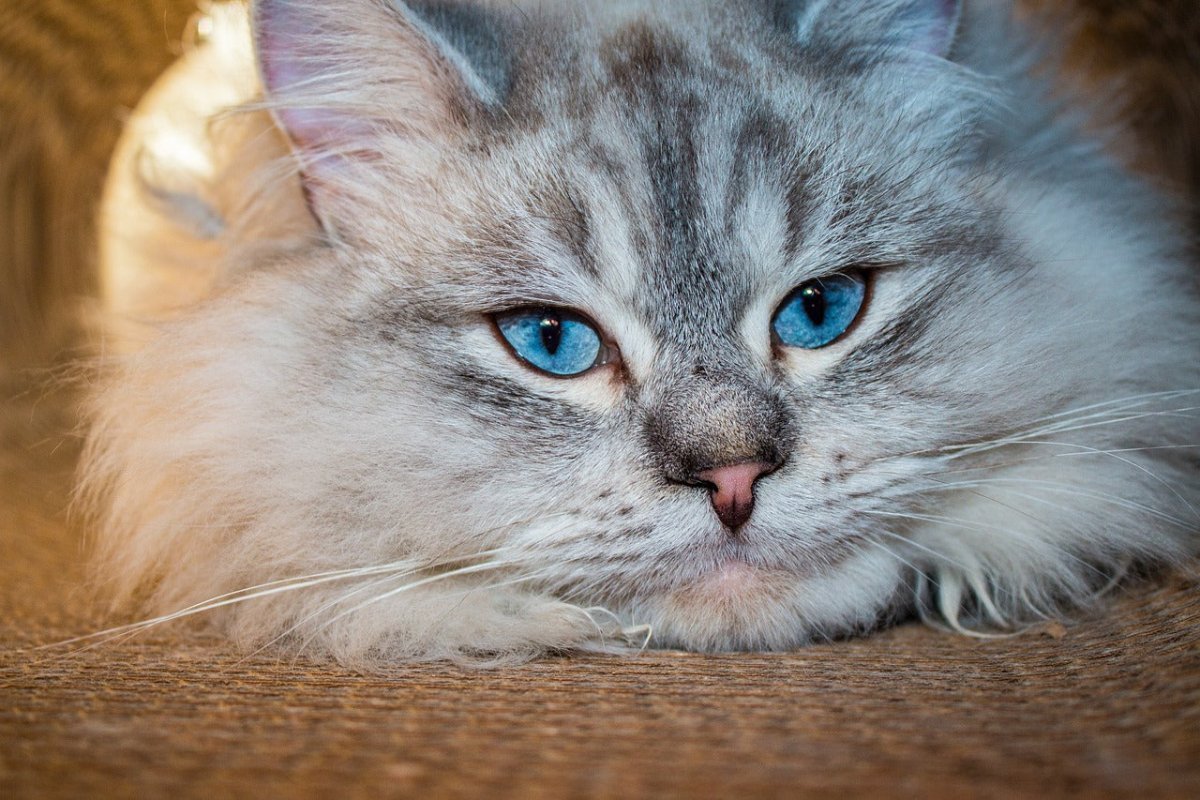 Neva Masquerade Cat