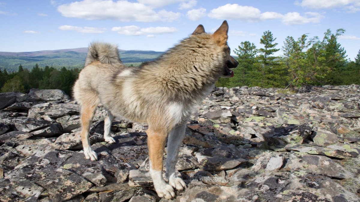 Norwegian Elkhound