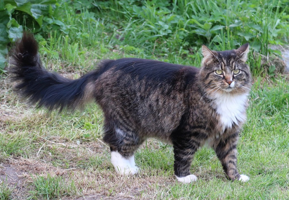 Norwegian cat