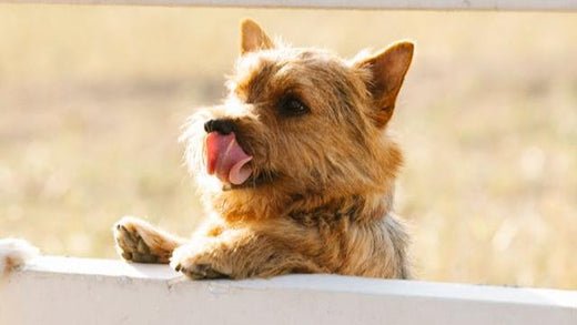 Norwich Terrier
