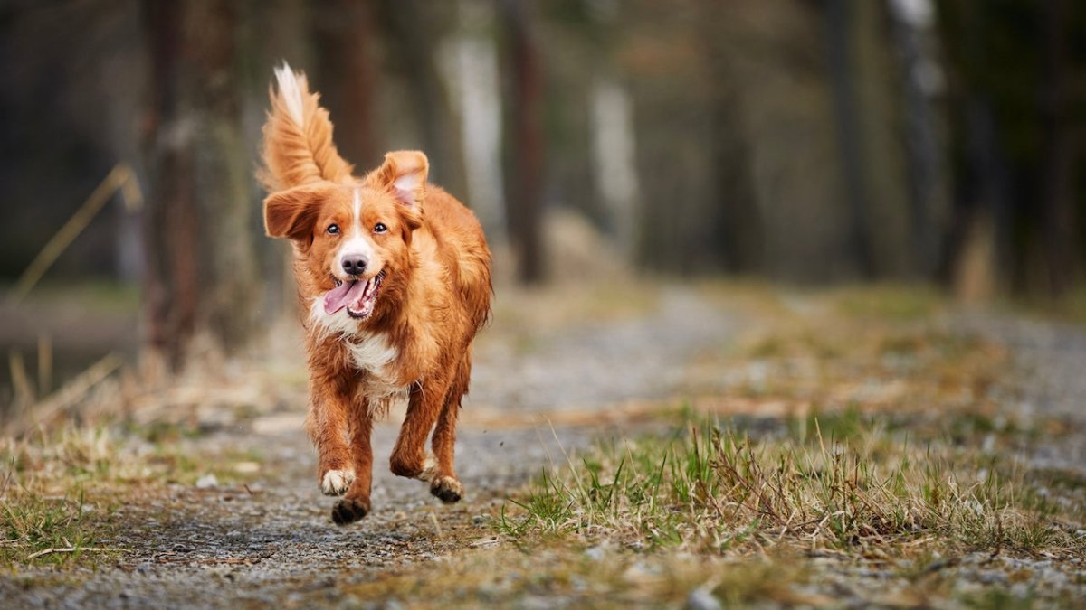 Nova Scotia Duck Tolling Retriever